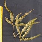 Gleichenia bifida Other