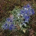 Eryngium bourgatii 整株植物