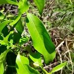 Mussaenda arcuata Folha