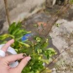 Euphorbia hyssopifolia Blüte