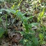 Polygonatum latifolium 形態
