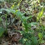 Polygonatum latifolium Natur