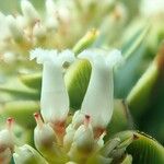 Cyathopsis albicans Flor