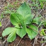 Craterostigma plantagineum Leaf