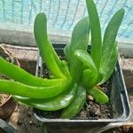 Glottiphyllum linguiforme Fuelha