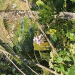 Gliricidia sepium Flower