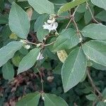 Lonicera fragrantissima Leaf