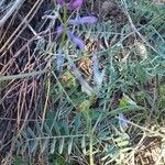 Vicia monantha Floare