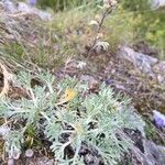 Artemisia umbelliformis Habitat