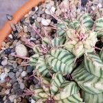 Euphorbia pulvinata 葉
