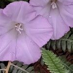 Convolvulus lineatus Flower