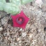 Huernia schneideriana Lorea