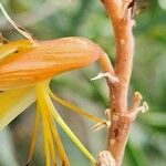 Aloe officinalis Floare