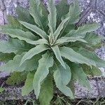 Verbascum phlomoides Blad