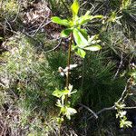 Salix humilis Corteza