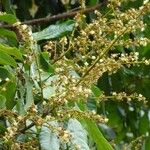 Dimocarpus longan Цветок