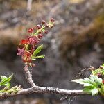 Ribes glaciale Elinympäristö