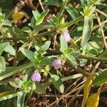 Justicia heterocarpa Bloem