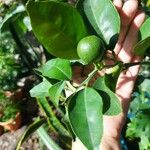 Citrus aurantiifolia 叶