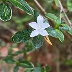 Buchozia japonica Flower