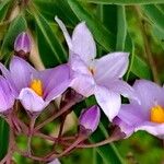 Solanum glaucophyllum Cvet