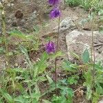 Aquilegia bernardii Облик