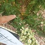 Chamaebatiaria millefolium Λουλούδι