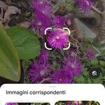 Delosperma cooperiÇiçek