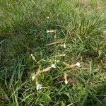 Silene dichotoma Habit