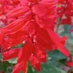 Salvia splendens പുഷ്പം