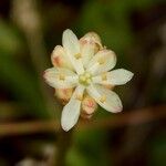 Triantha glutinosa Blomma