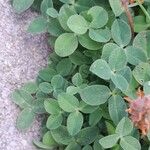 Trifolium fragiferum Blatt