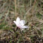 Linum tenuifolium Blodyn