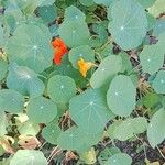 Tropaeolum majus Pokrój