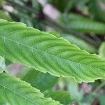 Leea guineensis Leaf