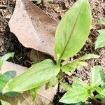 Curcuma zedoaria Folha