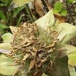 Monarda fistulosa 果