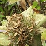 Monarda fistulosa Froito