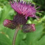 Cirsium rivulareFleur