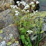 Saxifraga cernua Costuma