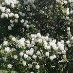 Rhododendron decorum Flor