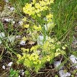 Euphorbia cyparissias Hábitos