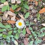 Erigeron quercifolius Kvet