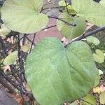 Cercis canadensis Лист