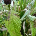 Hyptis capitata Blatt