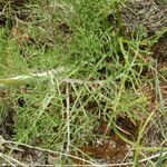 Scabiosa triniifolia
