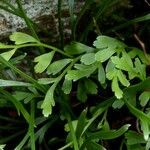 Asplenium x alternifolium Leaf