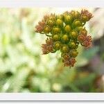 Petrosedum montanum Other