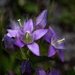 Gentianella austriaca Квітка