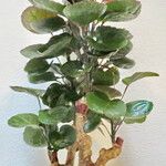 Polyscias scutellaria Хабит